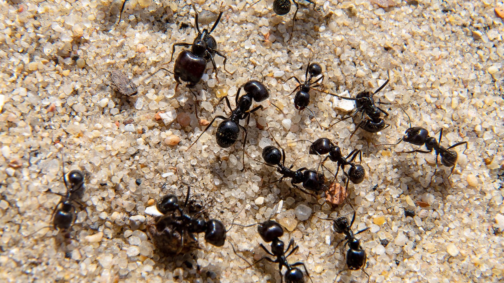 Kammerjäger in Düsseldorf - Schädlingsbekämpfung - Schädlinge bekämpfen