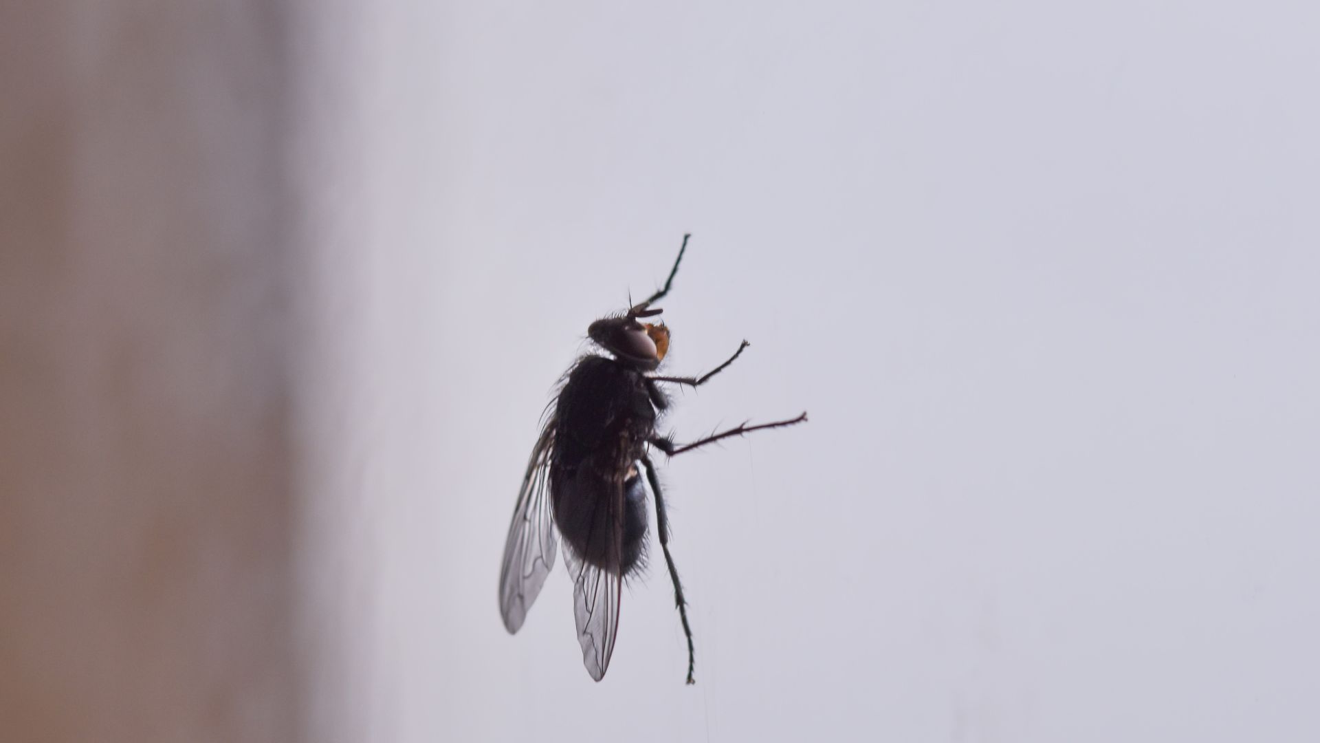 Kammerjäger in Düsseldorf - Schädlingsbekämpfung - Schädlinge bekämpfen