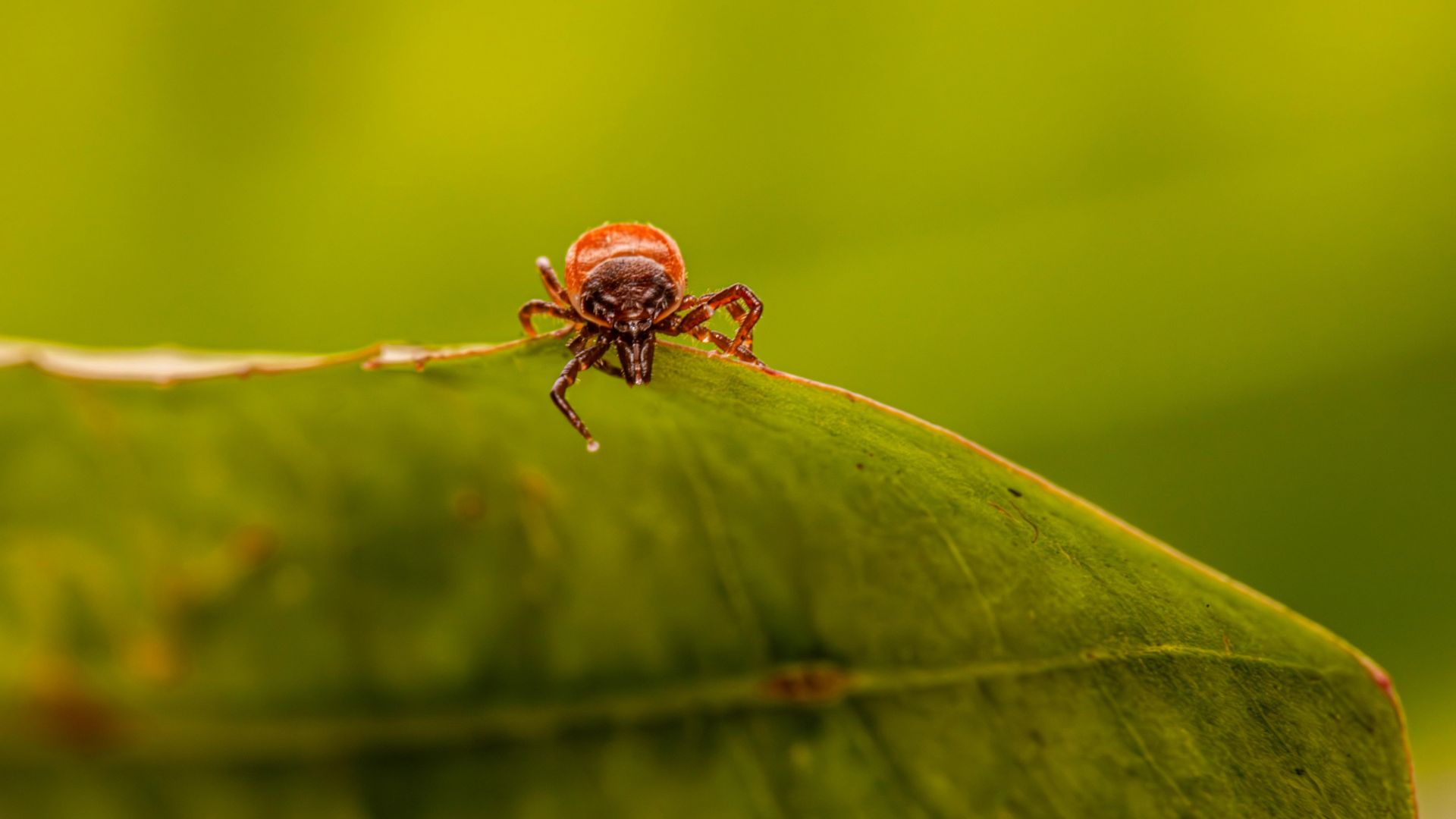 Kammerjäger in Düsseldorf - Schädlingsbekämpfung - Schädlinge bekämpfen