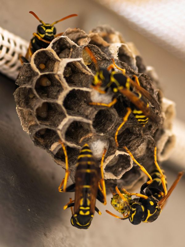 Kammerjäger in Düsseldorf - Schädlingsbekämpfung - Schädlinge bekämpfen