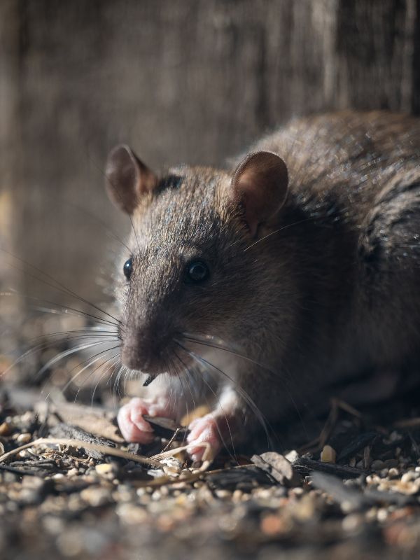 Kammerjäger in Düsseldorf - Schädlingsbekämpfung - Schädlinge bekämpfen