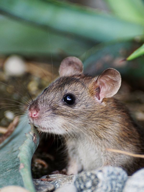 Kammerjäger in Düsseldorf - Schädlingsbekämpfung - Schädlinge bekämpfen