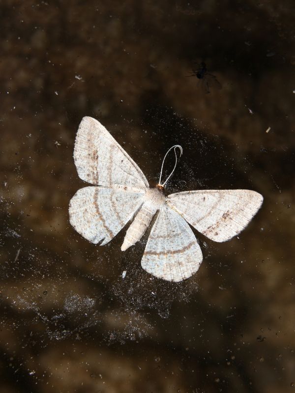Kammerjäger in Düsseldorf - Schädlingsbekämpfung - Schädlinge bekämpfen