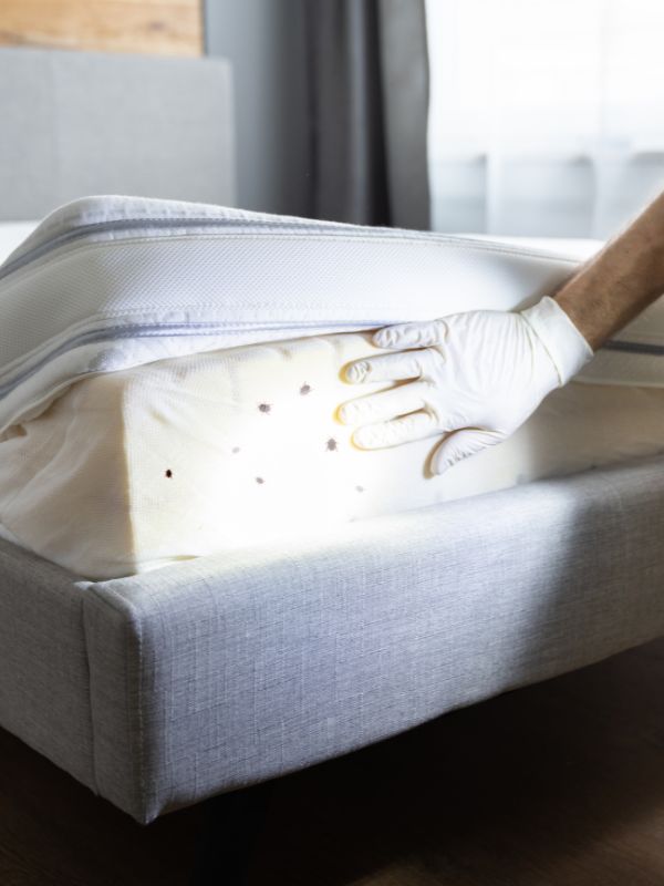 Kammerjäger in Düsseldorf - Schädlingsbekämpfung - Schädlinge bekämpfen