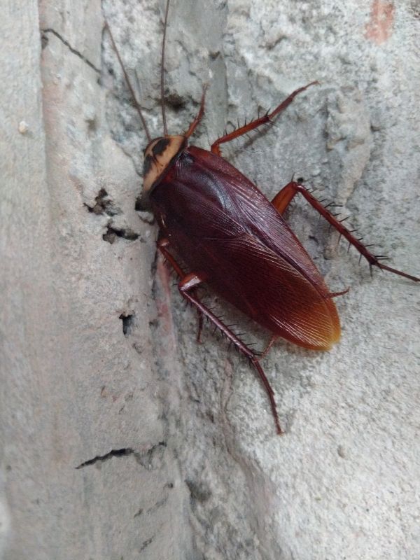 Kammerjäger in Düsseldorf - Schädlingsbekämpfung - Schädlinge bekämpfen