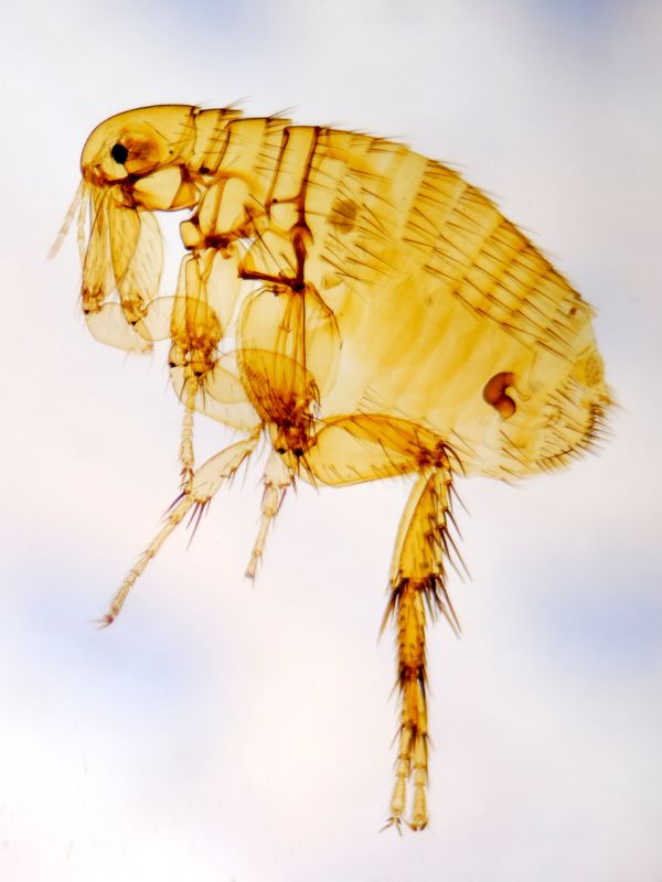 Kammerjäger in Düsseldorf - Schädlingsbekämpfung - Schädlinge bekämpfen