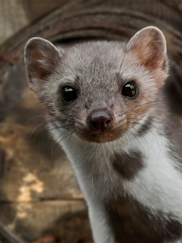 Kammerjäger in Düsseldorf - Schädlingsbekämpfung - Schädlinge bekämpfen