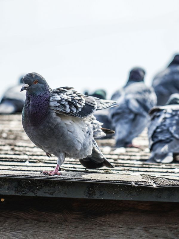 Kammerjäger in Düsseldorf - Schädlingsbekämpfung - Schädlinge bekämpfen