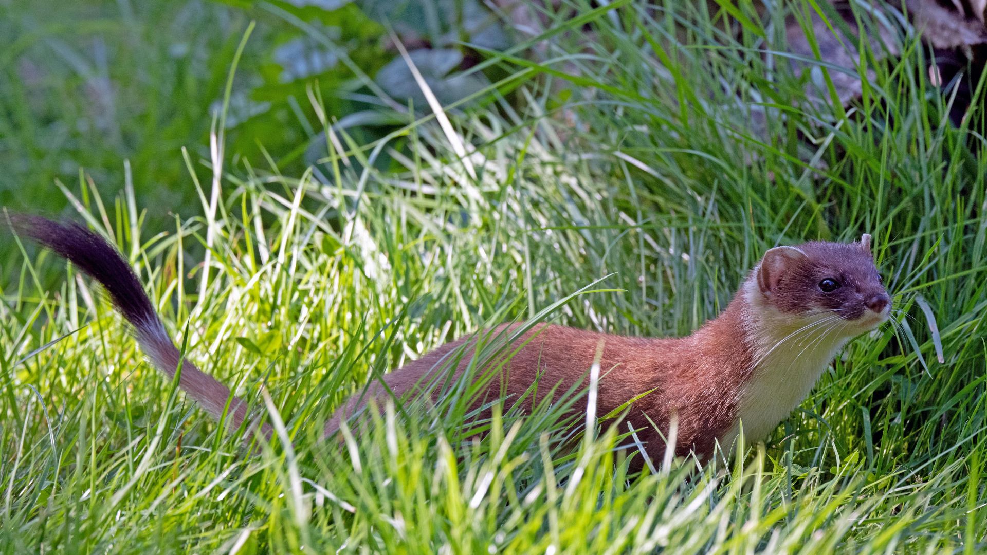 Kammerjäger in Düsseldorf - Schädlingsbekämpfung - Schädlinge bekämpfen