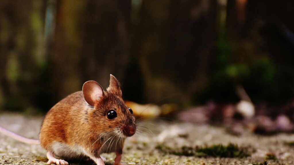 Schädlinge bekämpfen in Düsseldorf - Kammerjäger in Düsseldorf - Schädlingsbekämpfung - Schädlinge bekämpfen