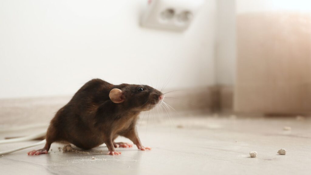 Schädlinge bekämpfen in Düsseldorf - Kammerjäger in Düsseldorf - Schädlingsbekämpfung - Schädlinge bekämpfen