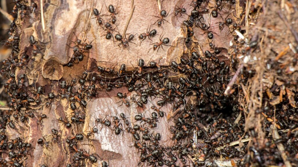 Schädlinge bekämpfen in Düsseldorf - Kammerjäger in Düsseldorf - Schädlingsbekämpfung - Schädlinge bekämpfen