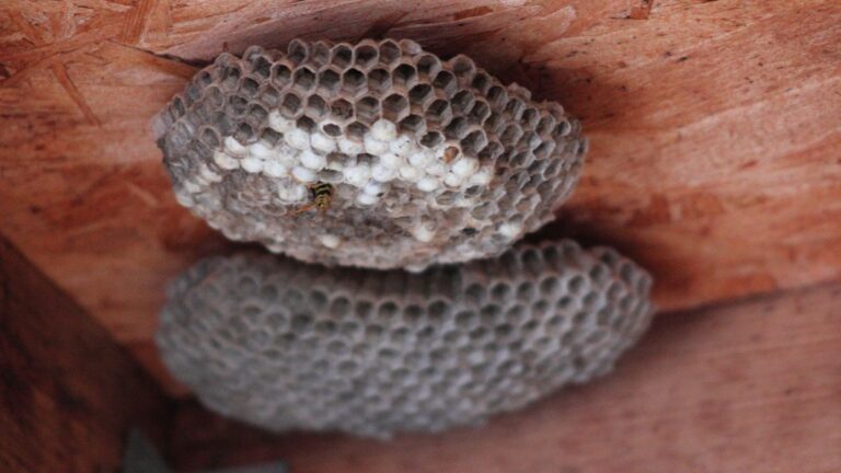 Schädlinge bekämpfen in Düsseldorf - Kammerjäger in Düsseldorf - Schädlingsbekämpfung - Schädlinge bekämpfen