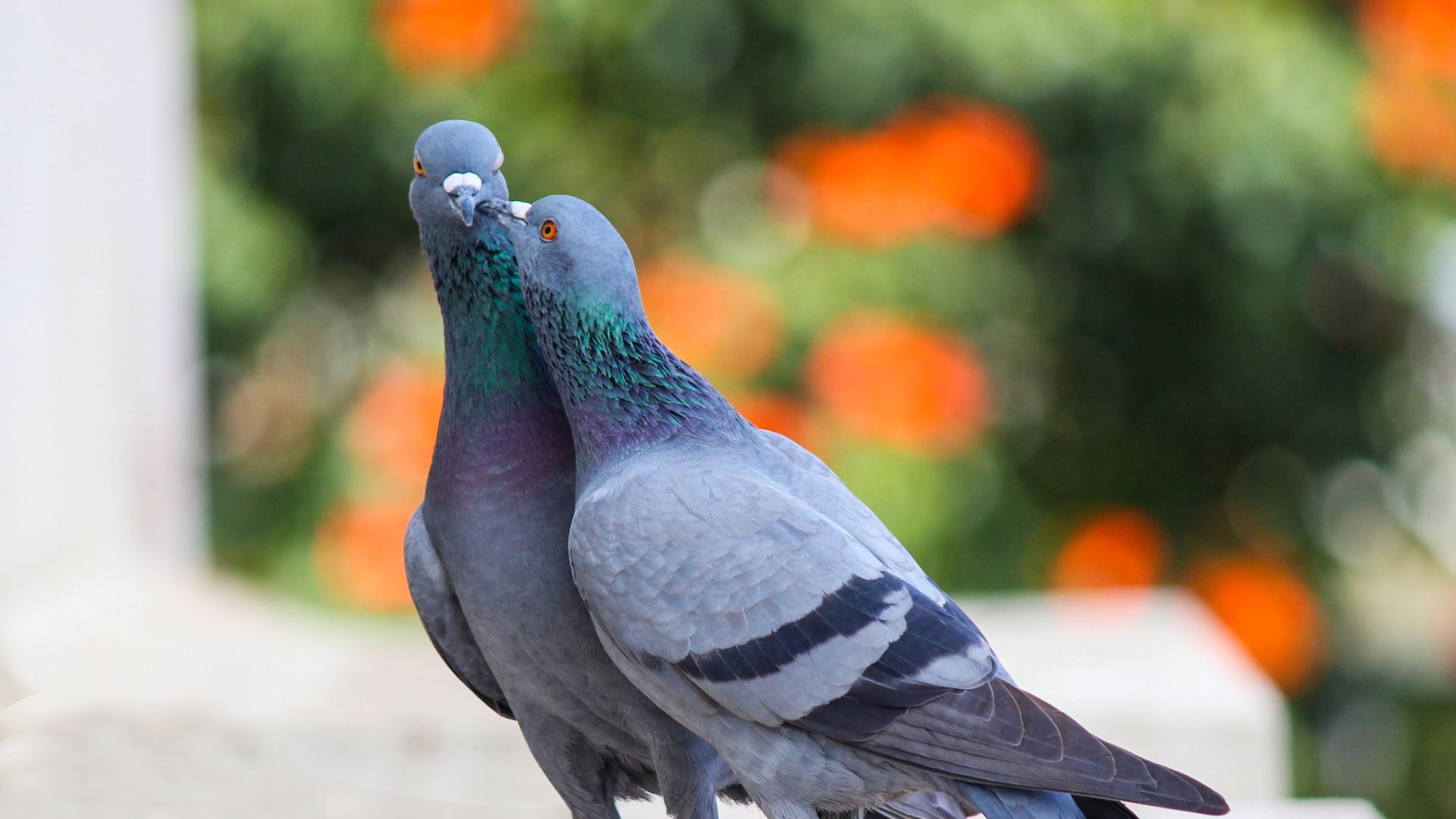 Kammerjäger in Düsseldorf - Schädlingsbekämpfung - Schädlinge bekämpfen