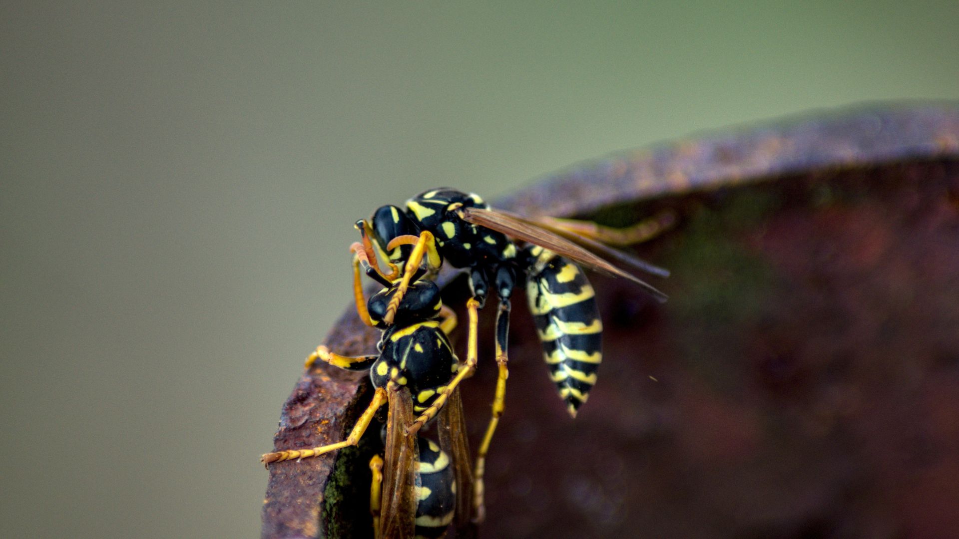 Kammerjäger in Düsseldorf - Schädlingsbekämpfung - Schädlinge bekämpfen
